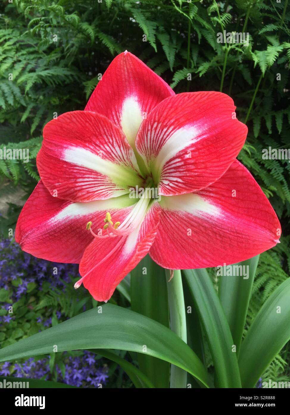 Amaryllis Minerva - Smartphone Captured Stock Image
