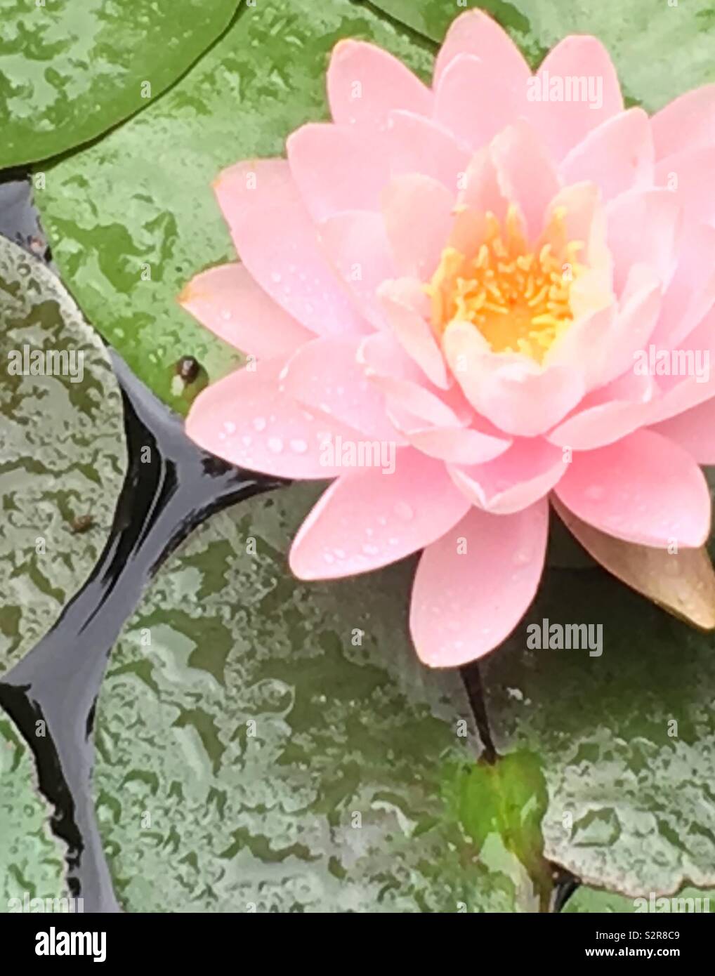 Pink waterlily (nymphaea spps) and lily pads with droplets of water in a pond. Stock Photo