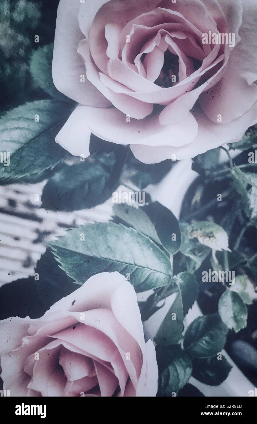 ‘Many Happy Returns’ baby pink roses in bloom in a garden in summer