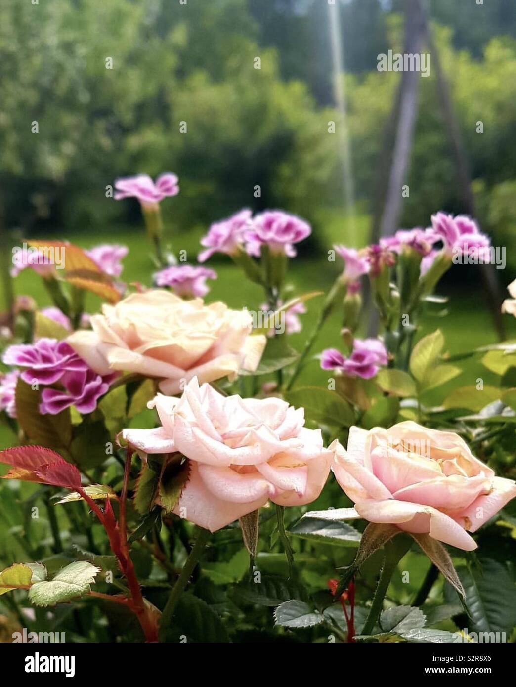 Garden full of roses Stock Photo - Alamy