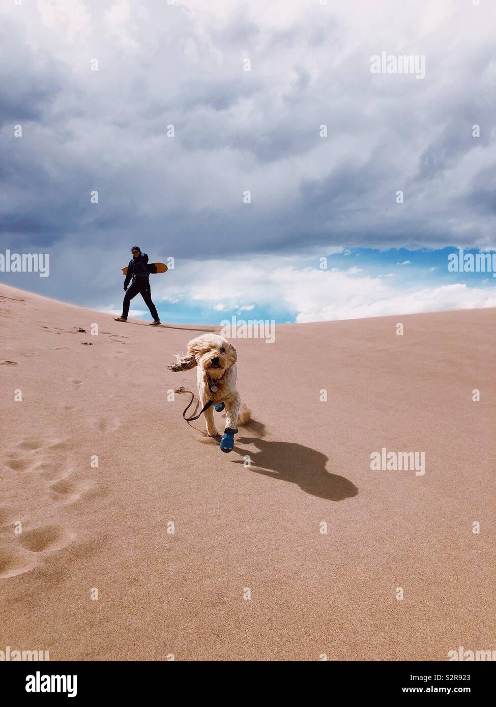 Happy dog running down sand dune T the Great Sand Dine National Monument in Colorado Stock Photo