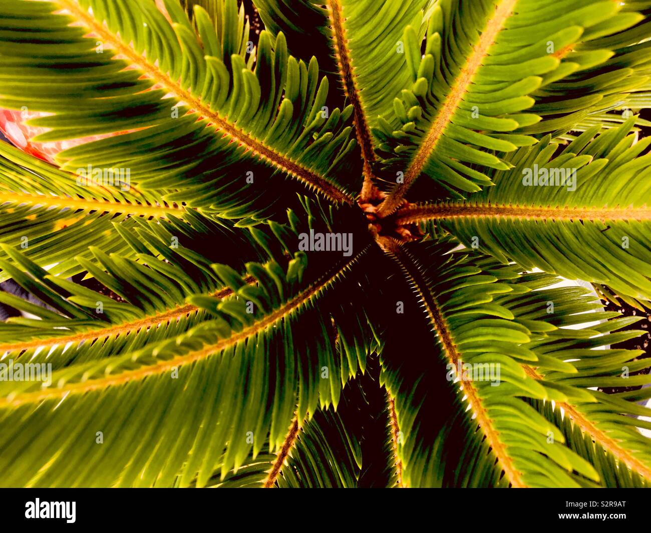 Palm tree close up hi-res stock photography and images - Alamy