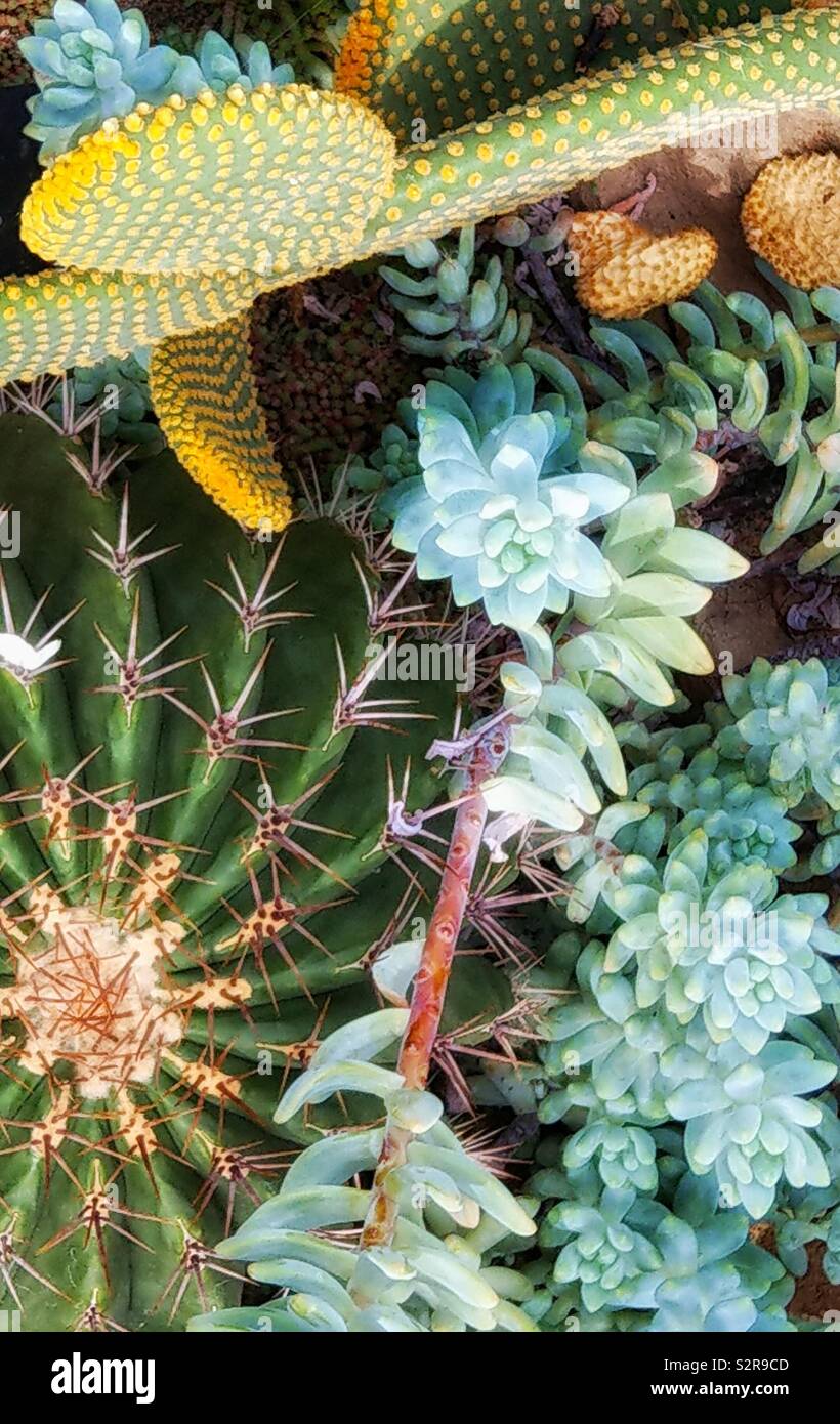 Cactus and succulents - Smartphone Captured Stock Image