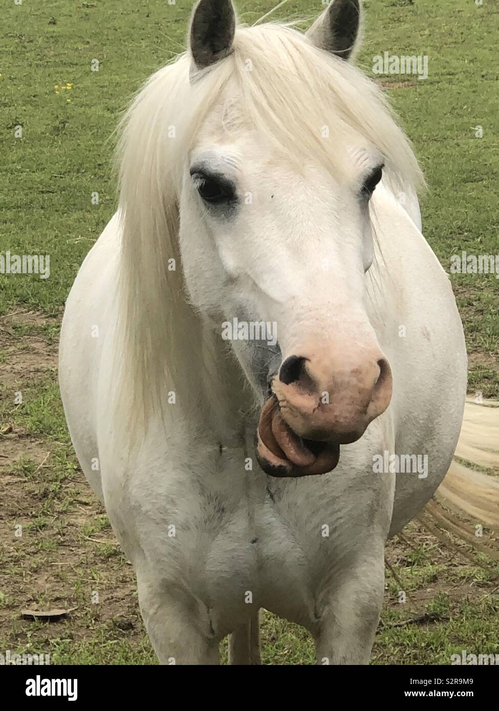Smiling white horse Stock Photo