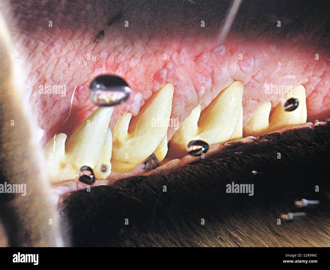 Close up of teeth and tongue with bubbles Stock Photo