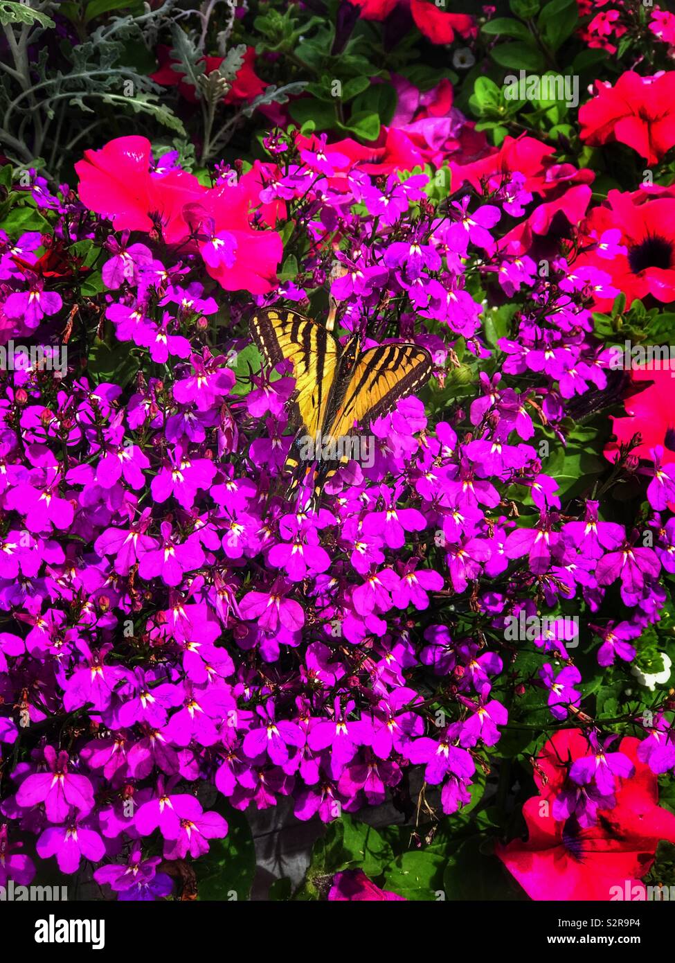 Yellow tailed butterfly sitting on hot pink flowers Stock Photo