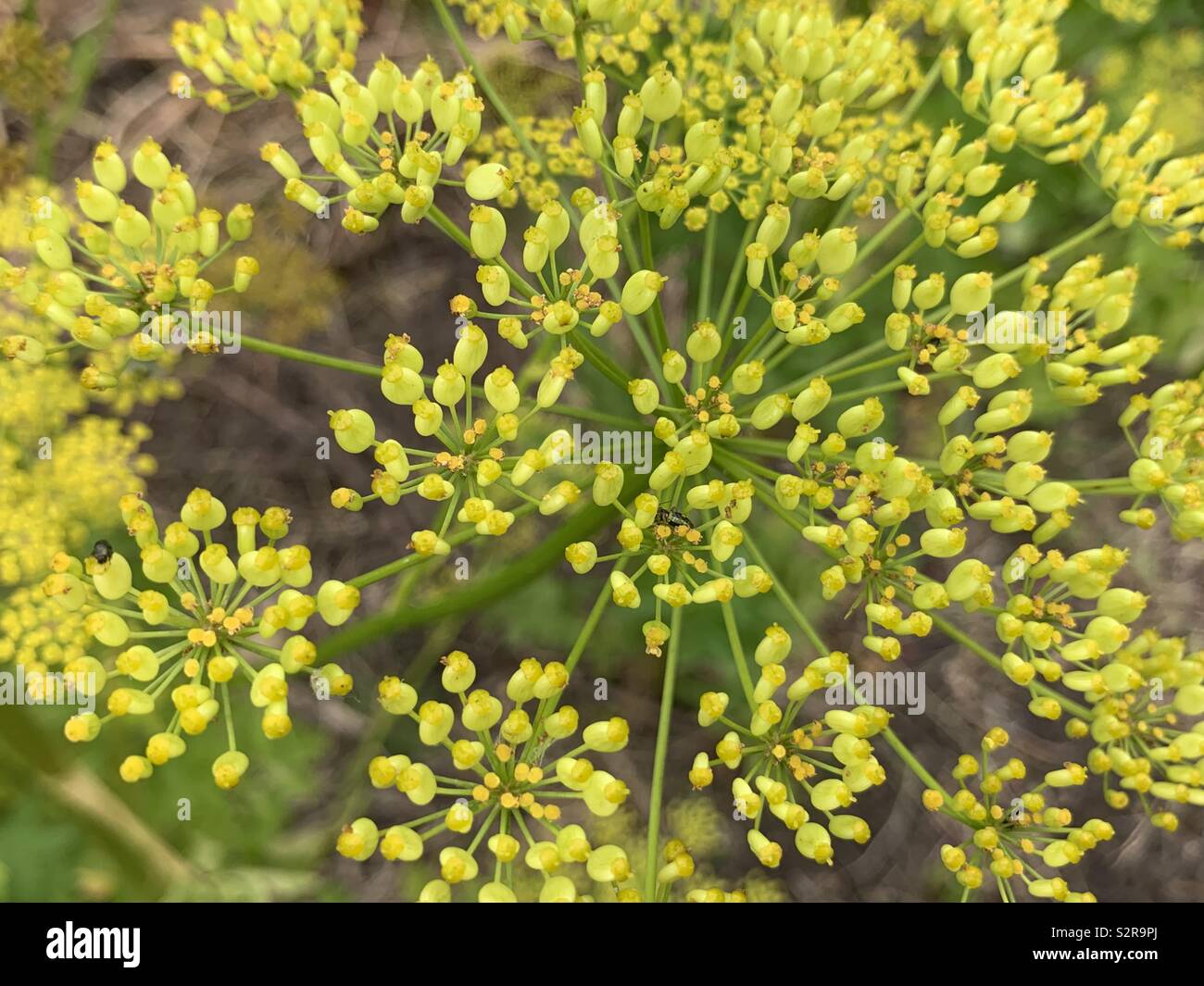 Close up yellow parsnip flower. - Smartphone Captured Stock Image