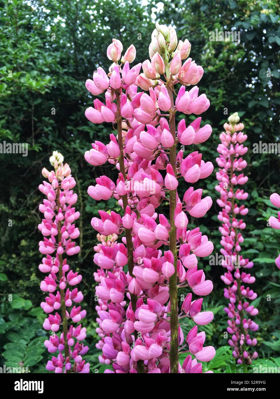 Pink lupin flowers, Medstead, Hampshire, England, United Kingdom. - Smartphone Captured Stock Image