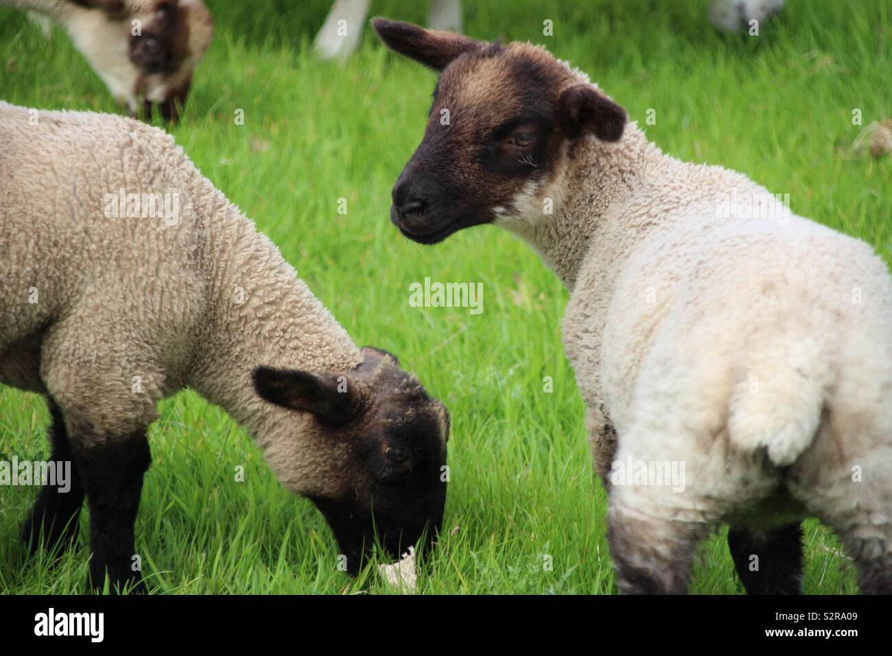 Sheep tail hires stock photography and images Alamy
