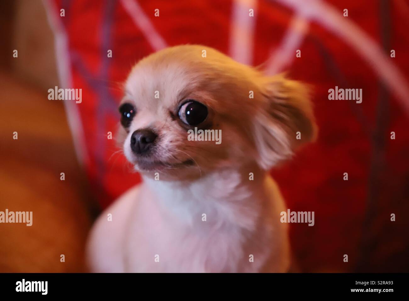 Closeup facial expression on pet chihuahua Stock Photo
