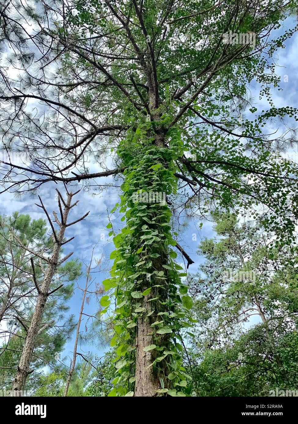 Beautiful large tree in the forest with vine growing up the tree - Smartphone Captured Stock Image