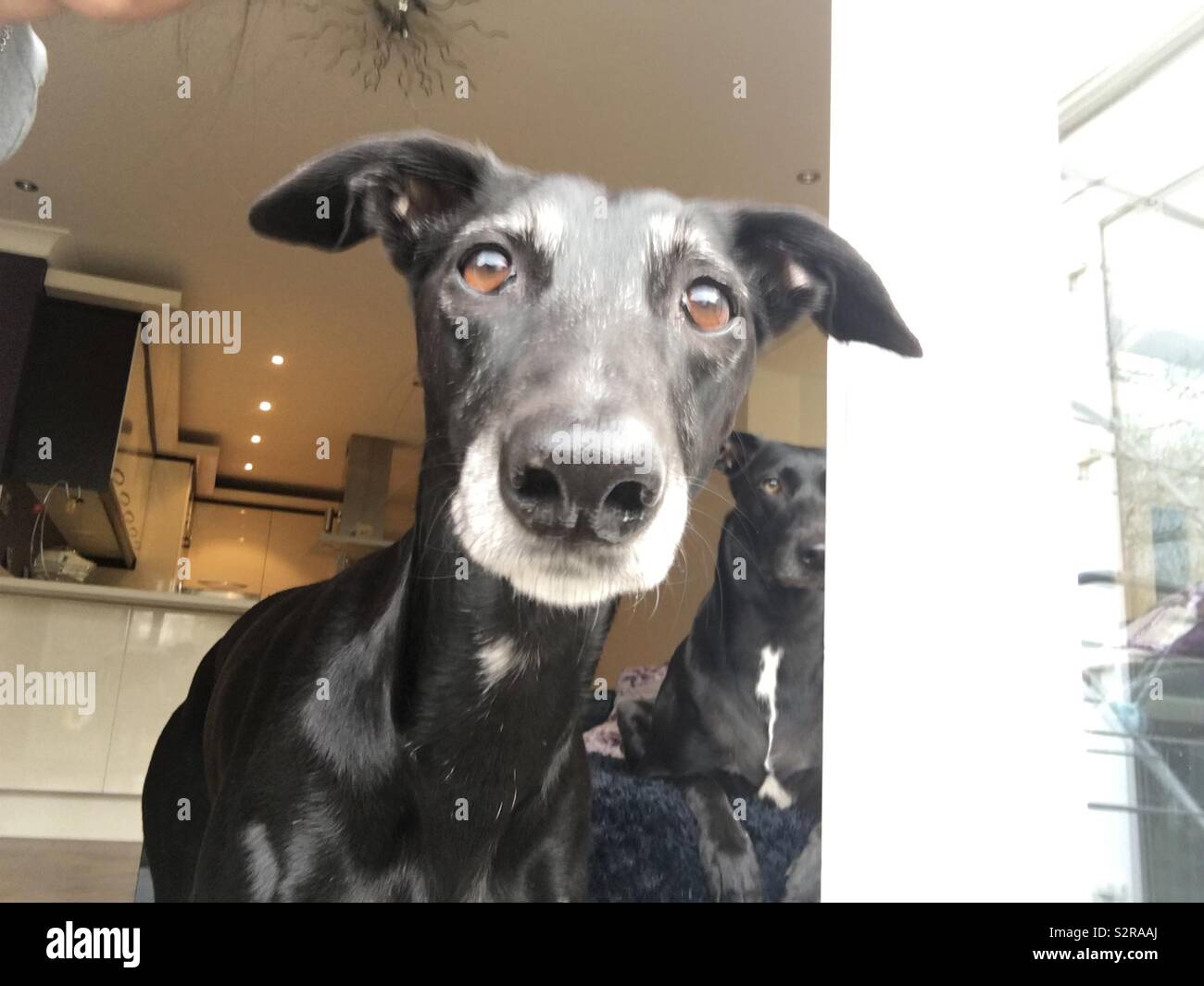 Greyhound x labrador hi res stock photography and images Alamy