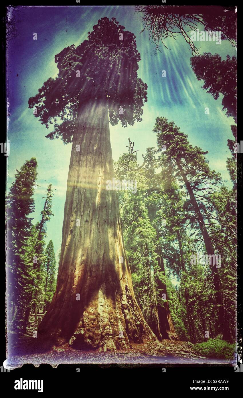 Sequoia tree, California USA Stock Photo