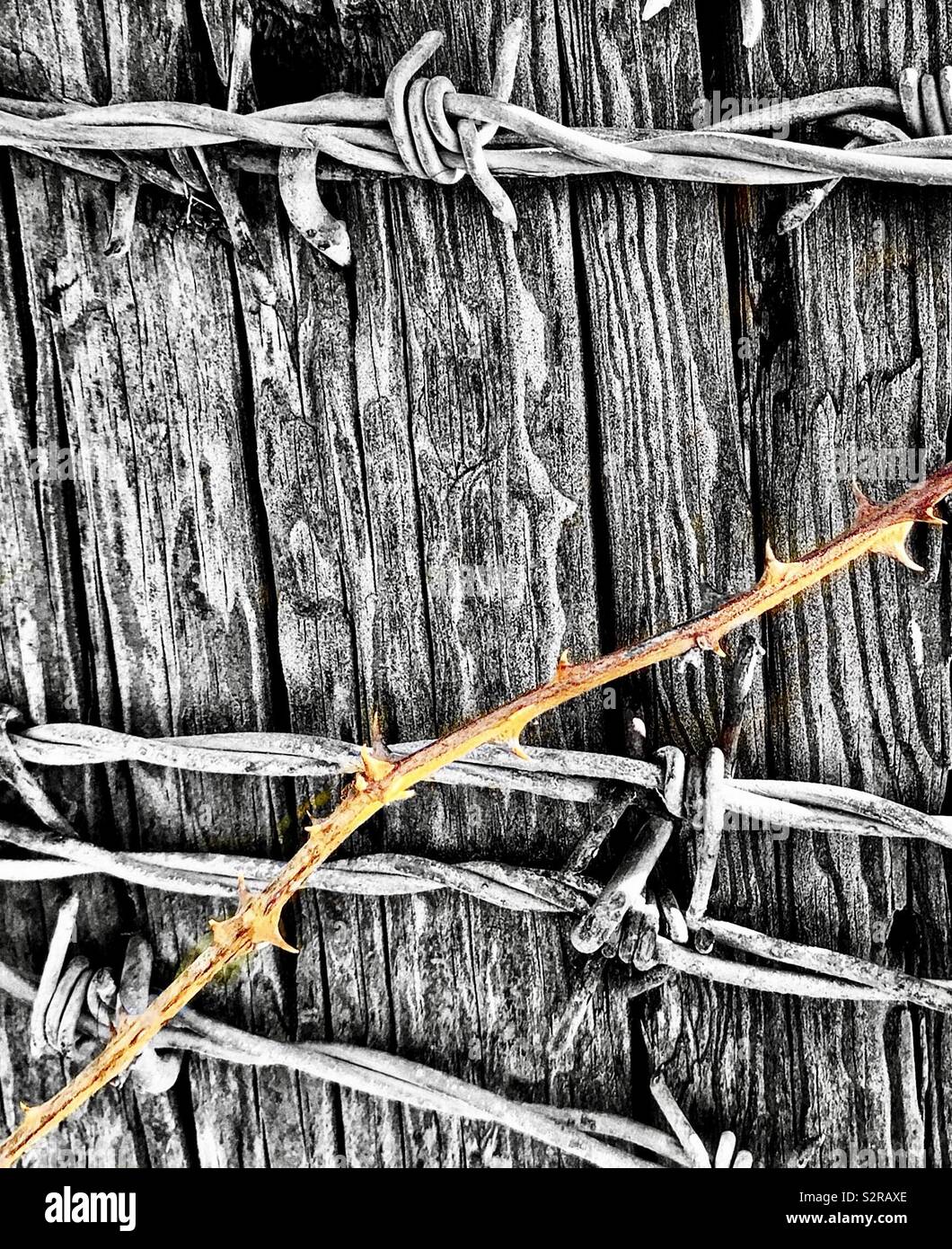 Wooden fence post with barbed wire and bramble Stock Photo