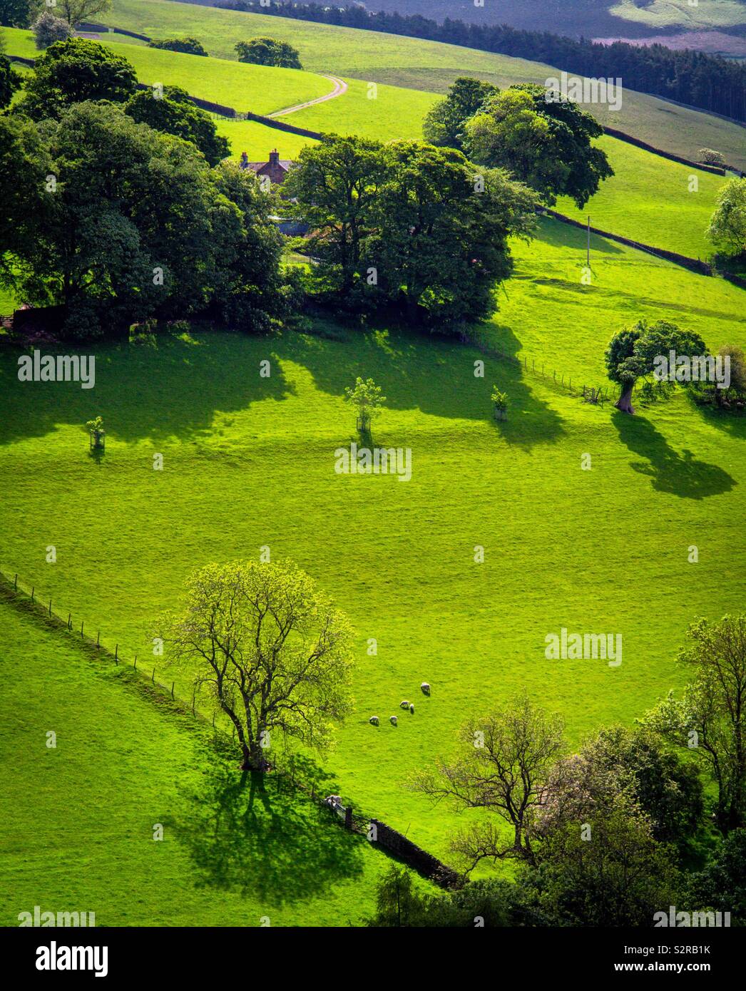 Green fields and trees in the Upper Derwent Valley in the Peak District National Park Derbyshire England UK - Smartphone Captured Stock Image