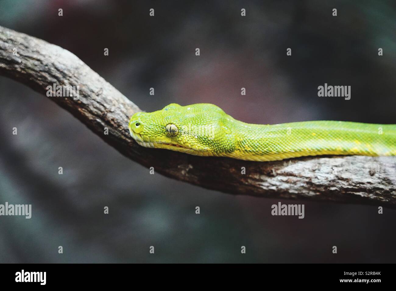 Green tree python on a branch in australia Stock Photo - Alamy