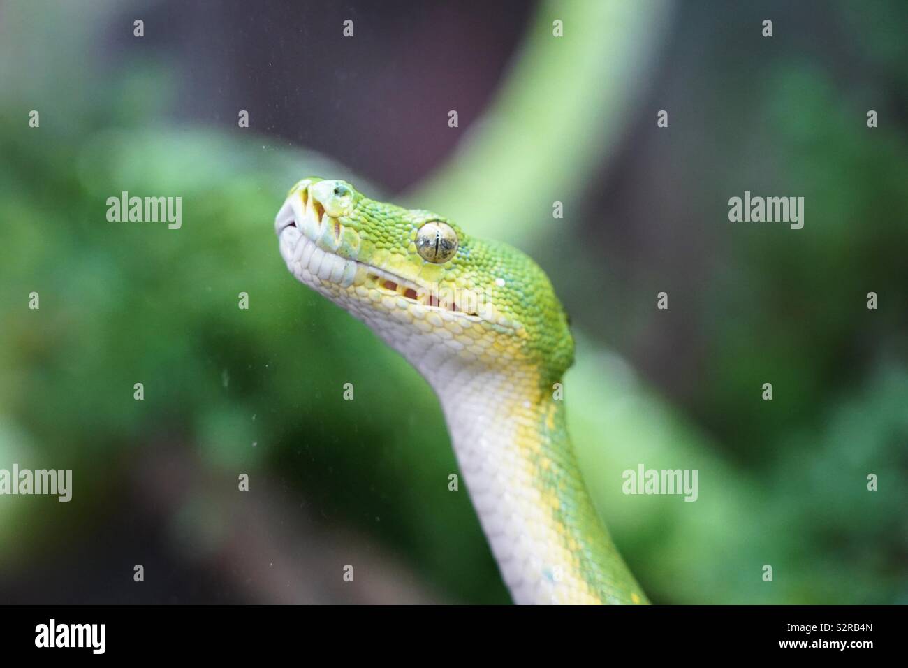 Python head head hi-res stock photography and images - Alamy
