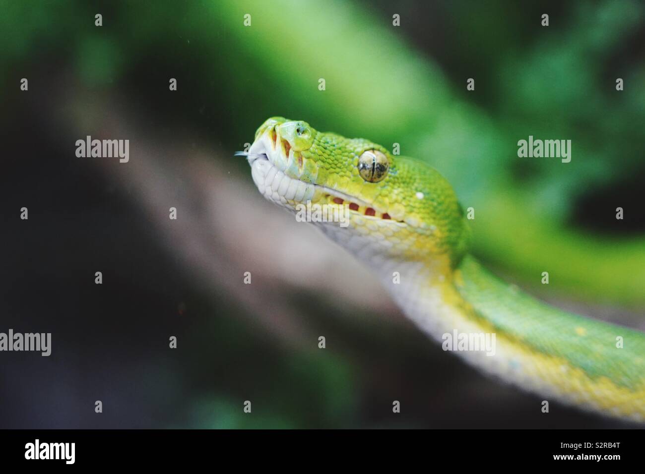 Detail, closeup of the head of a green tree python in the forest of Australia. Stock Photo