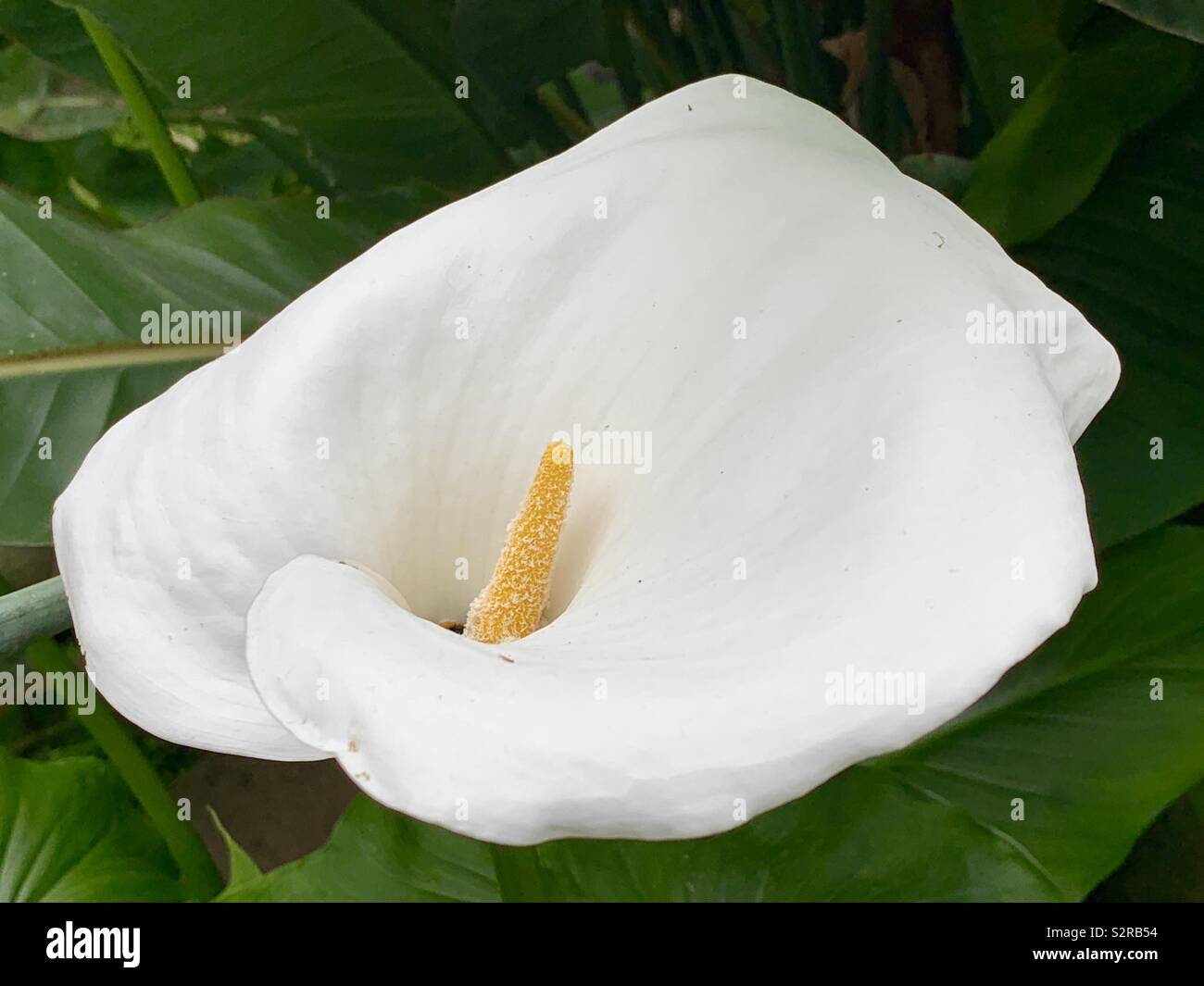 Huge White Flower Stock Photo Alamy