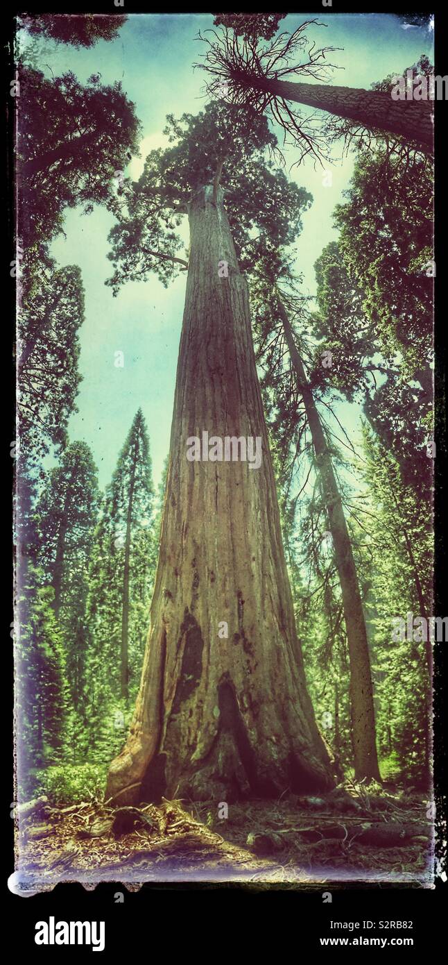 Sequoia Tree Stock Photo