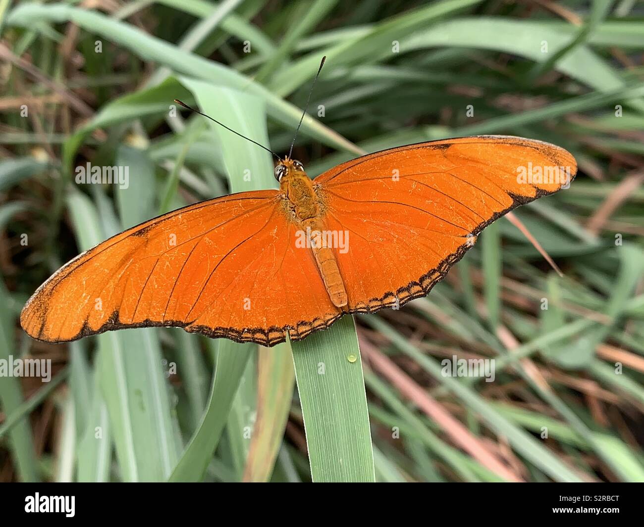 Spread Wing Butterfly Stock Photo Alamy
