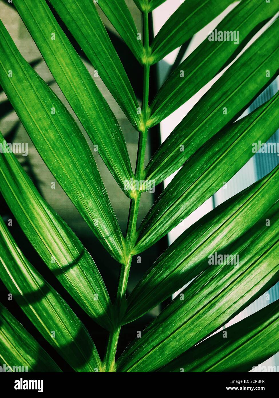 Close up view of a green palm leaf belonging to a house plant. - Smartphone Captured Stock Image