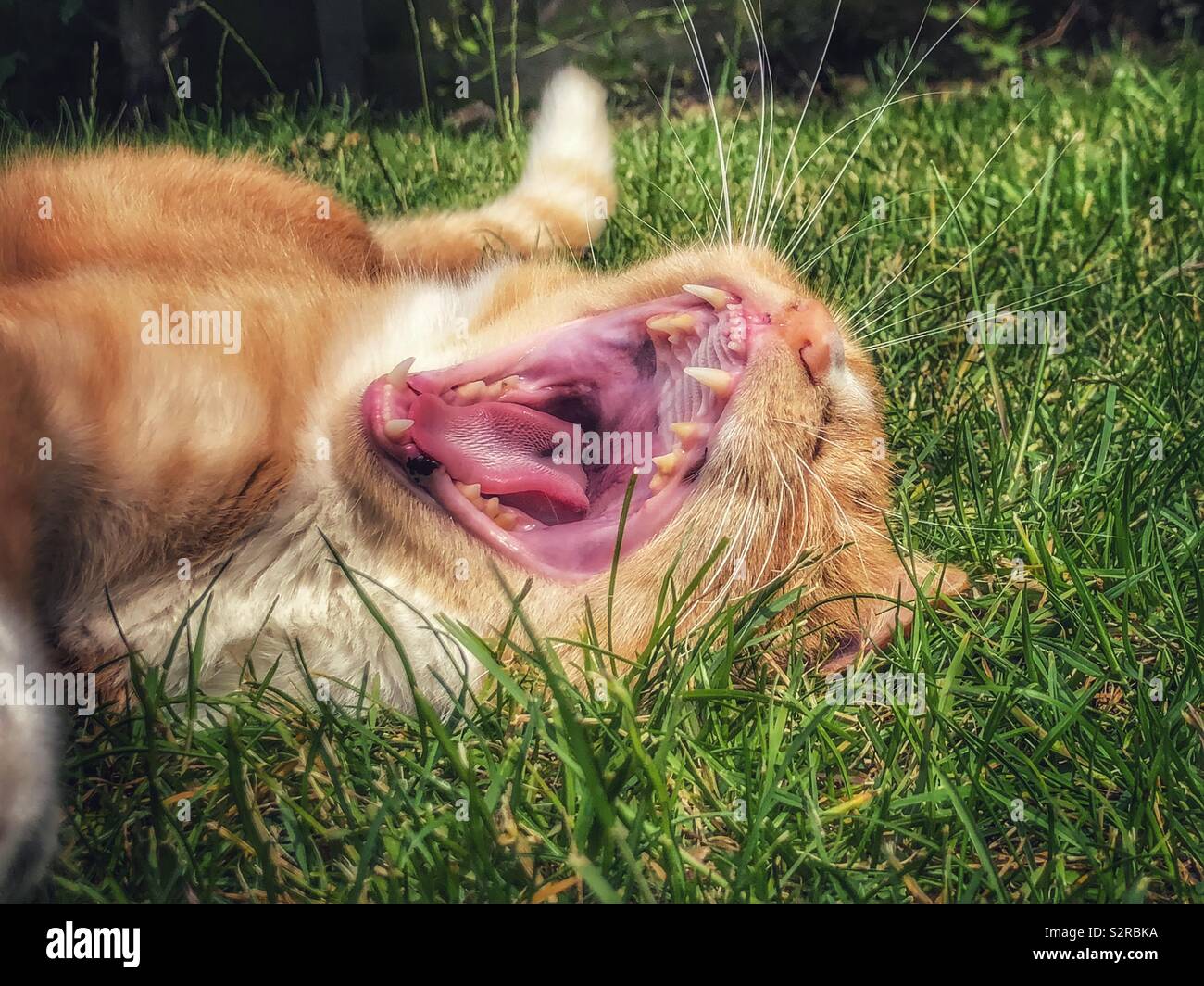 Ginger cat yawning Stock Photo Alamy
