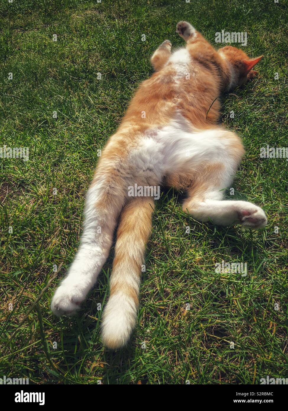 Ginger cat relaxed on back showing white tummy - Smartphone Captured Stock Image