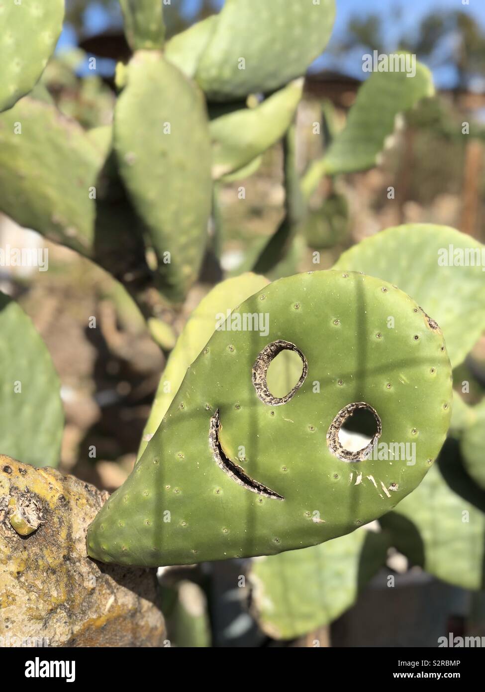 World happiest flower hires stock photography and images Alamy