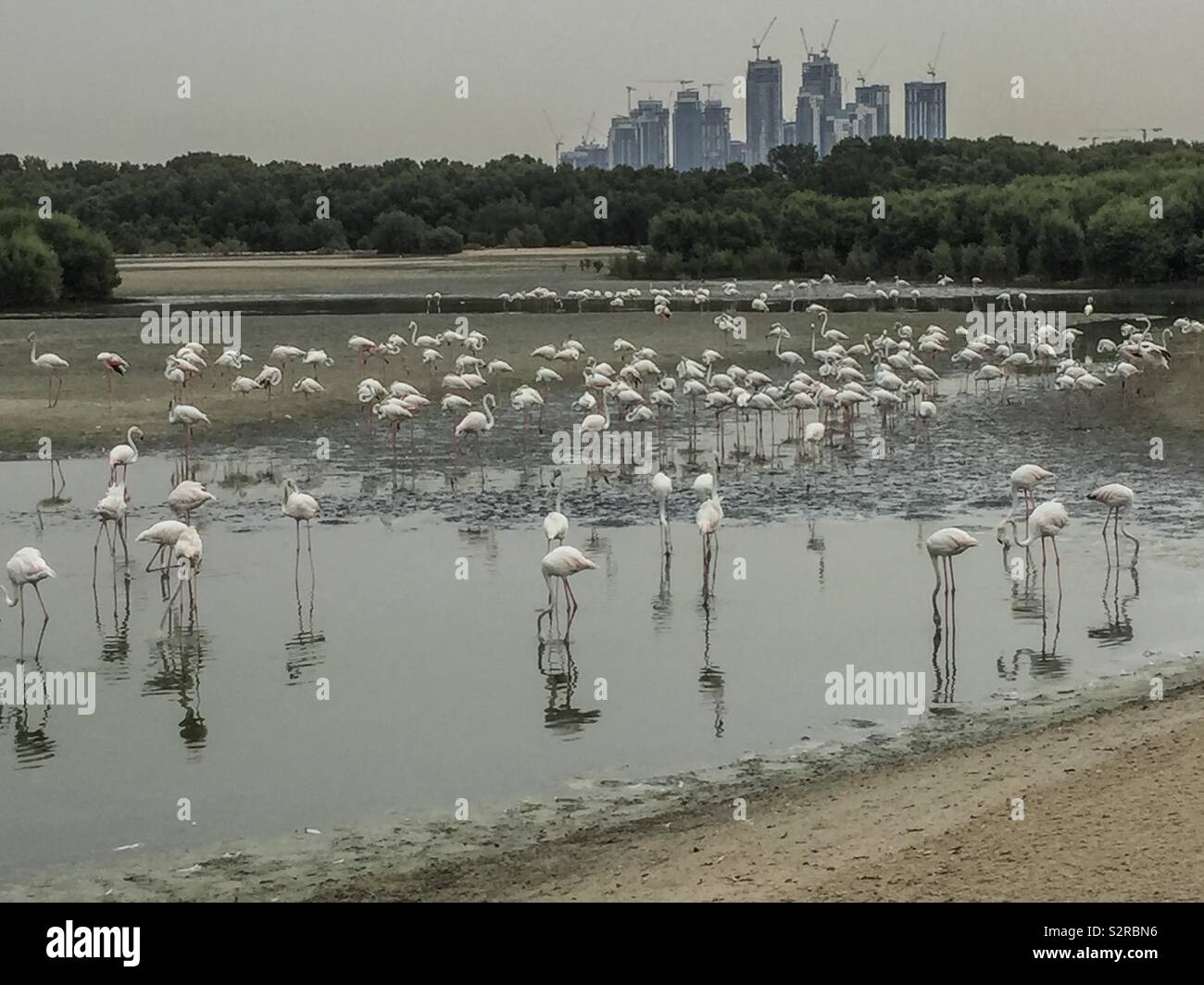 Flamingos in Dubai UAE Stock Photo