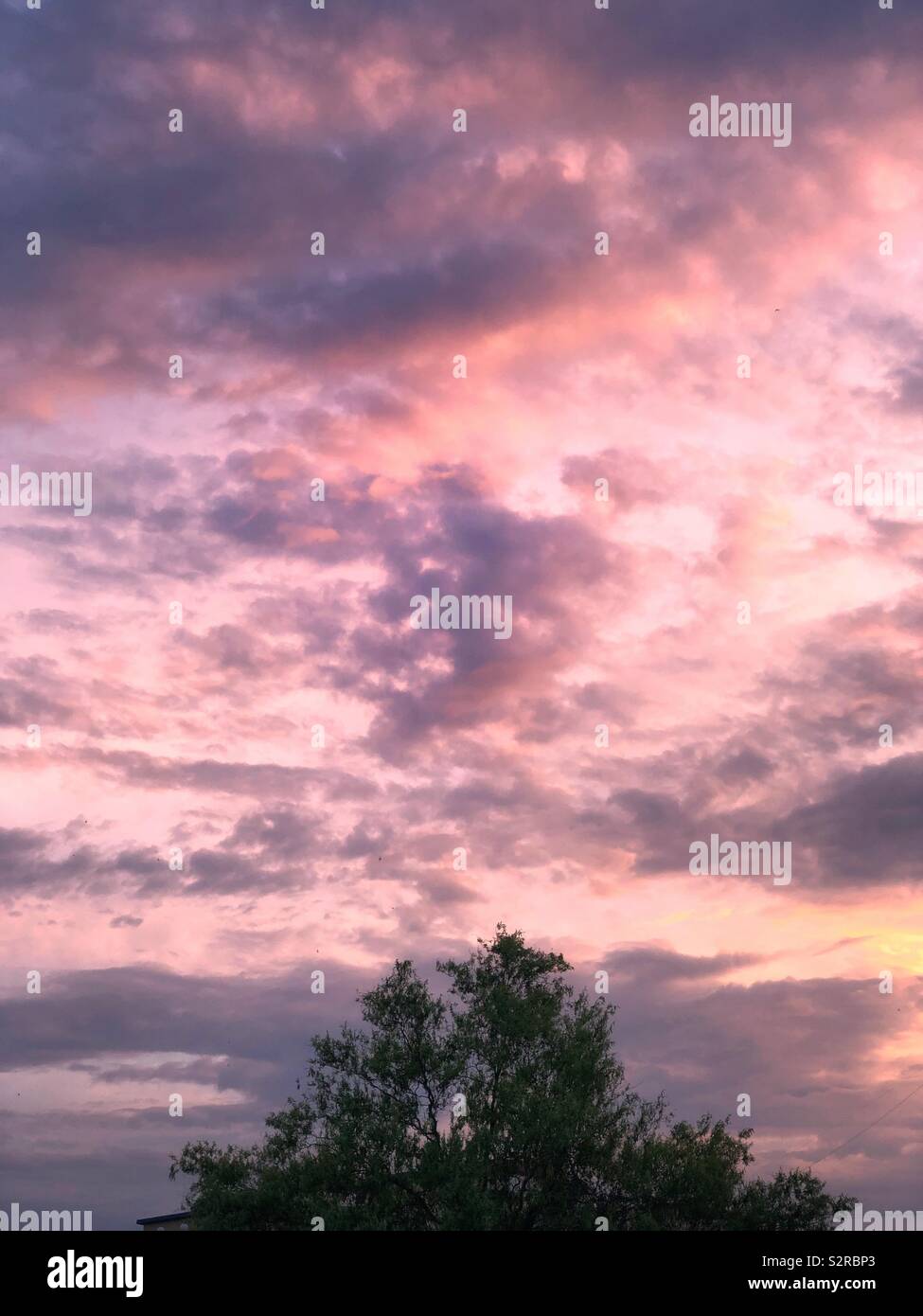 Sunset Tree Stock Photo