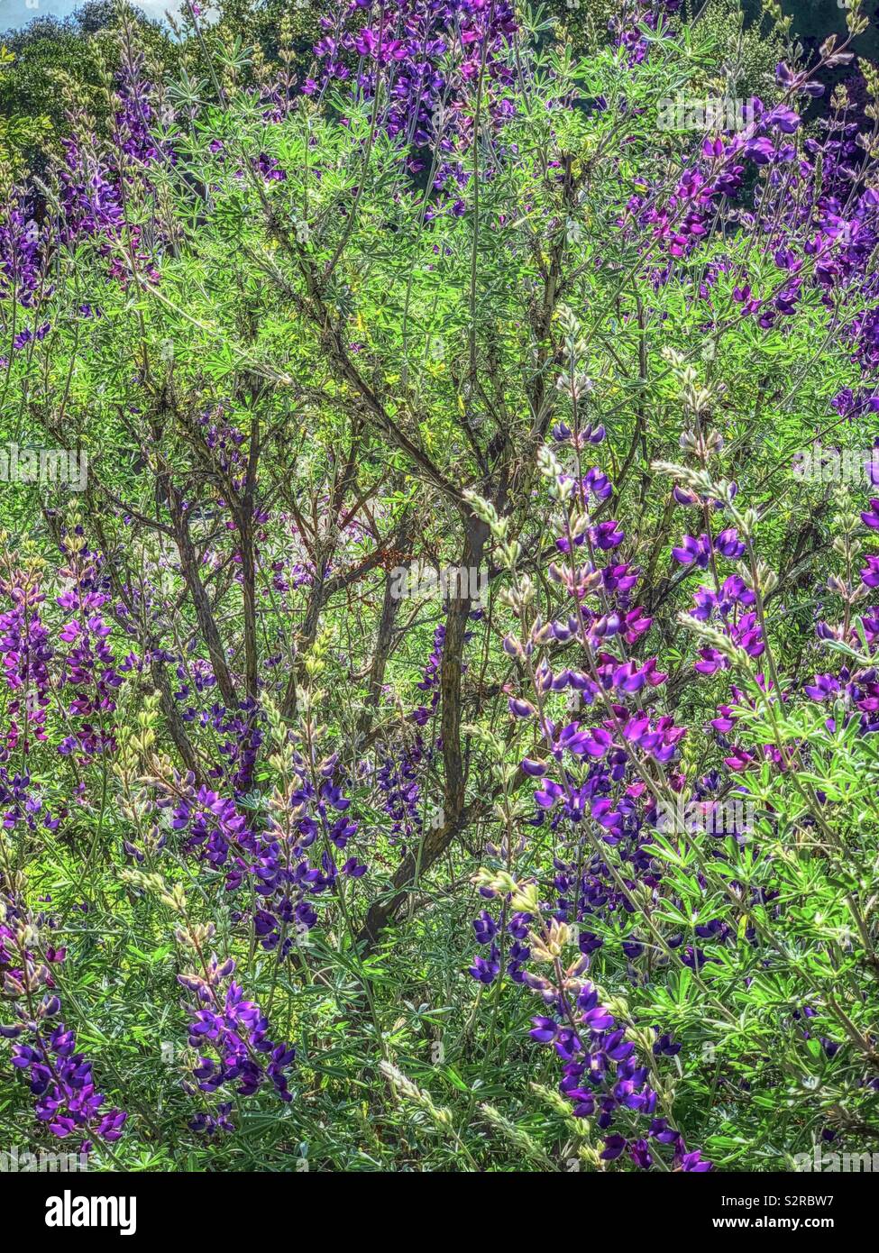 Salvia japonica Thunb in Full bloom / 鼠尾草。別名庭院鼠尾草。 Stock Photo