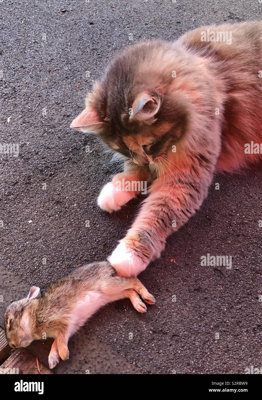 Family cat caught a young bunny Stock Photo - Alamy