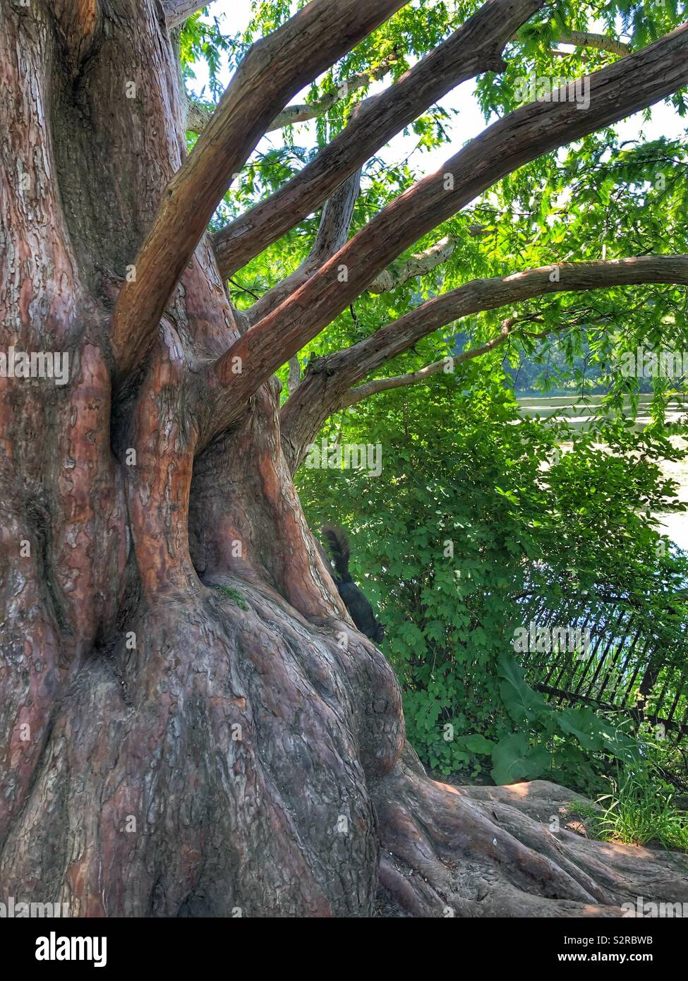 The beauty of nature. - Smartphone Captured Stock Image