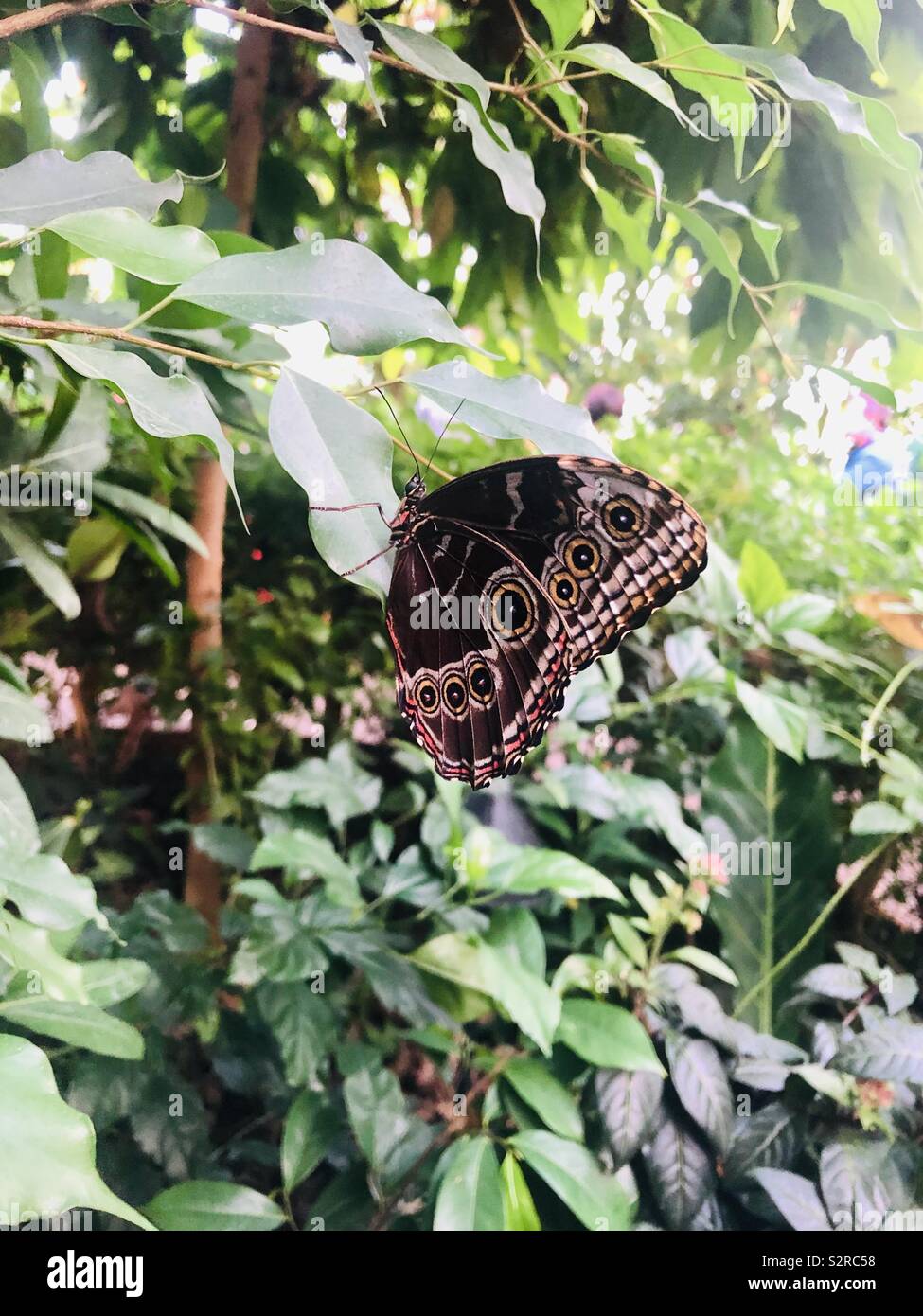 Butterfly House at Whipsnade Zoo Stock Photo Alamy