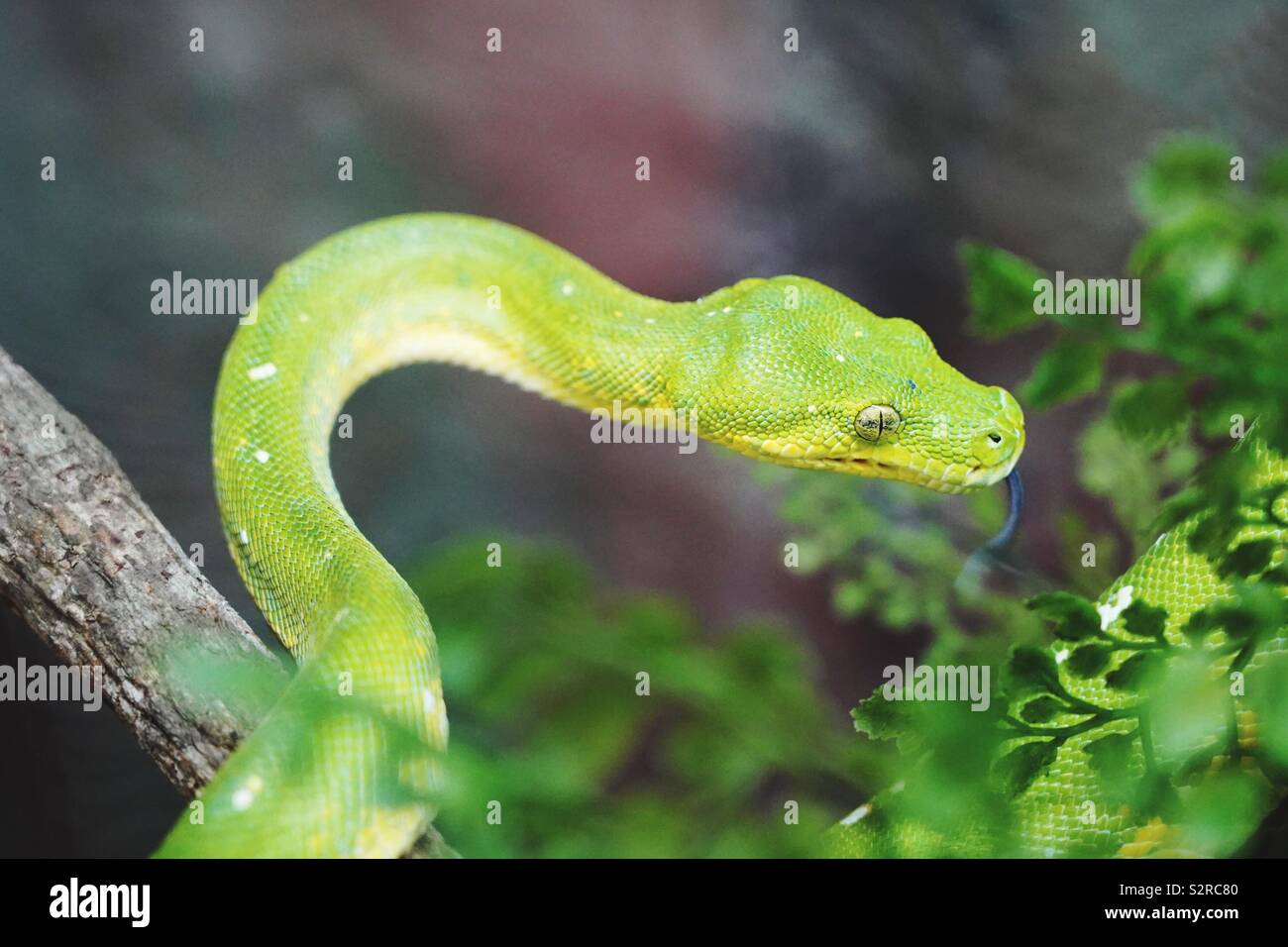 Green tree python writhing through a bush Stock Photo