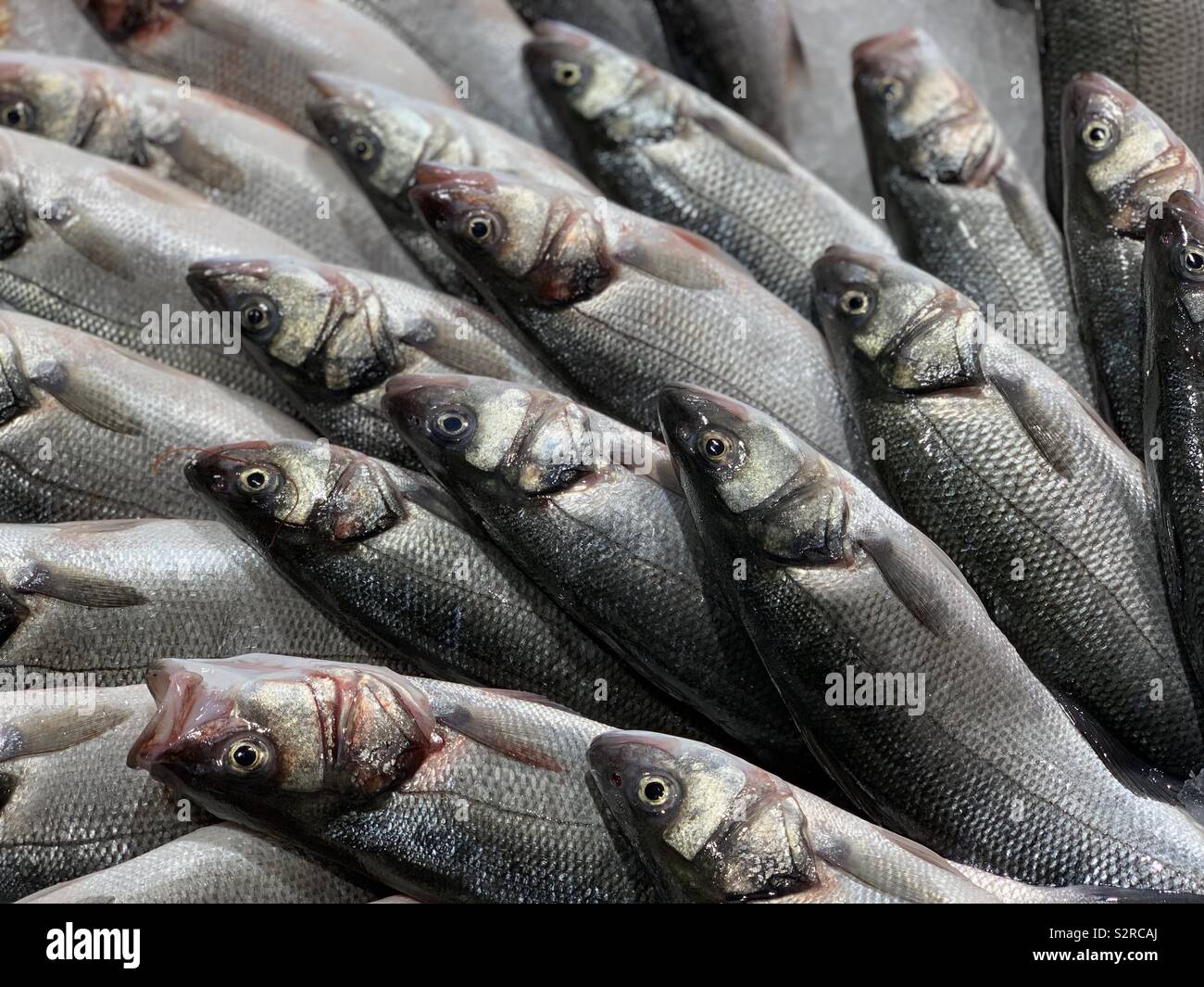 Sea basses at the fish market - Smartphone Captured Stock Image