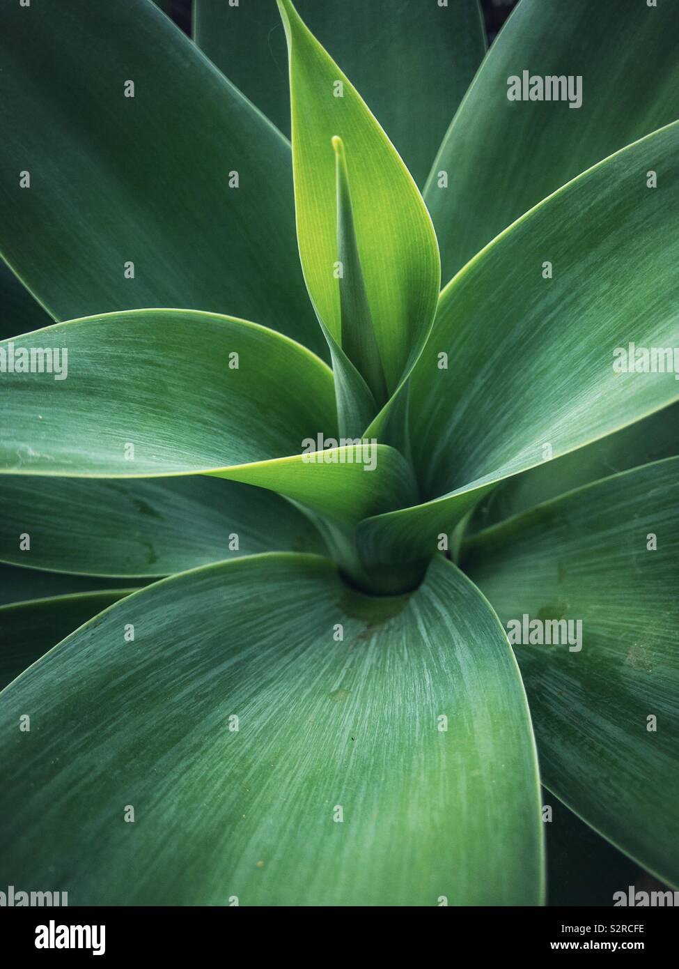 Green plant leaves. Stock Photo