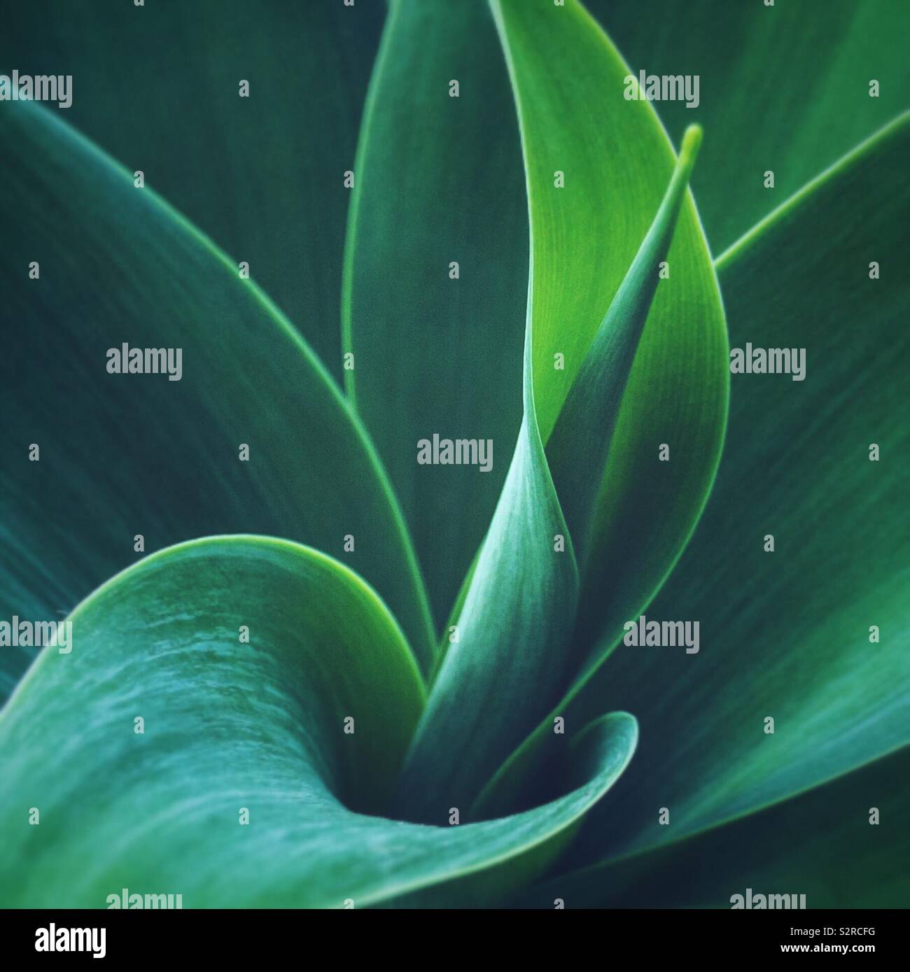 Pattern of plant leaves. Stock Photo