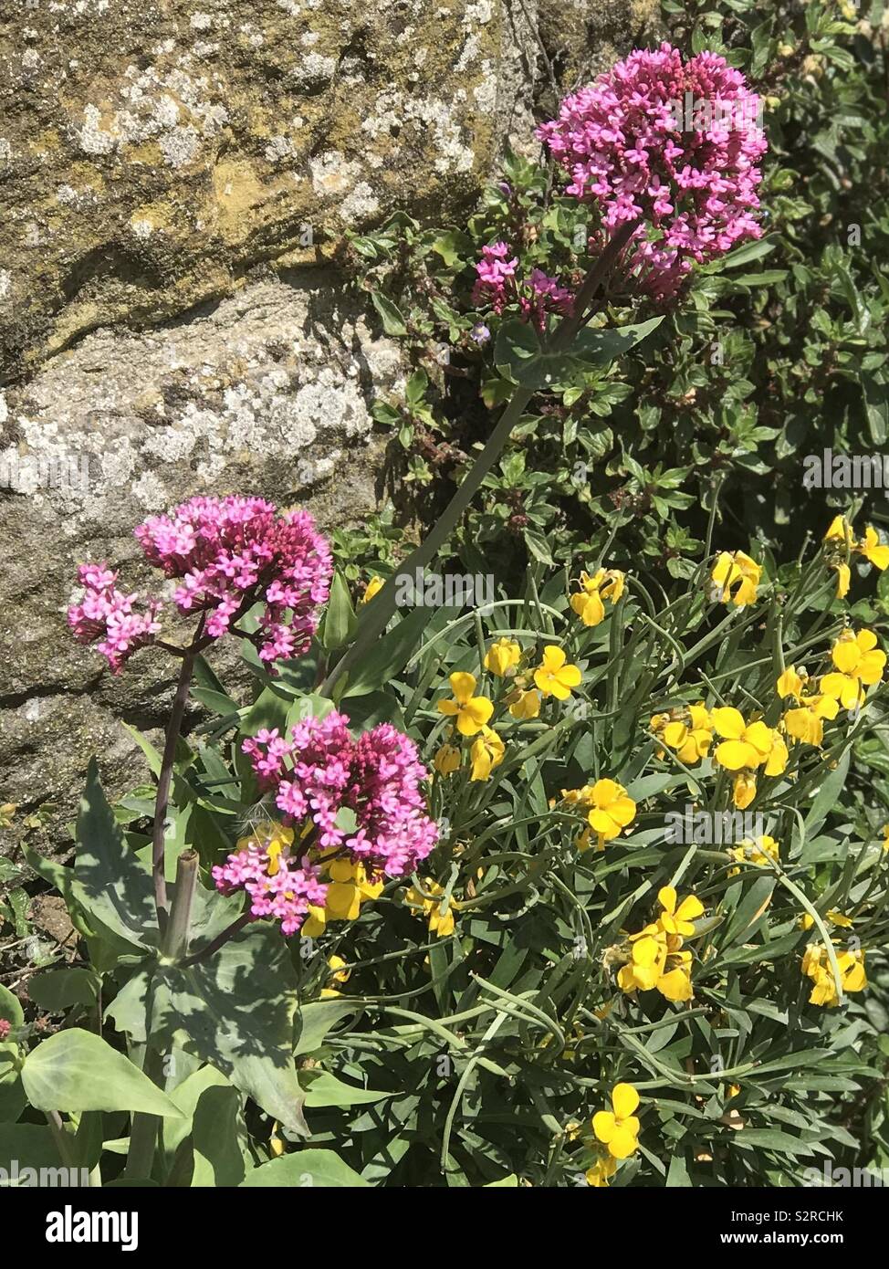 Flowers stone wall hi-res stock photography and images - Alamy