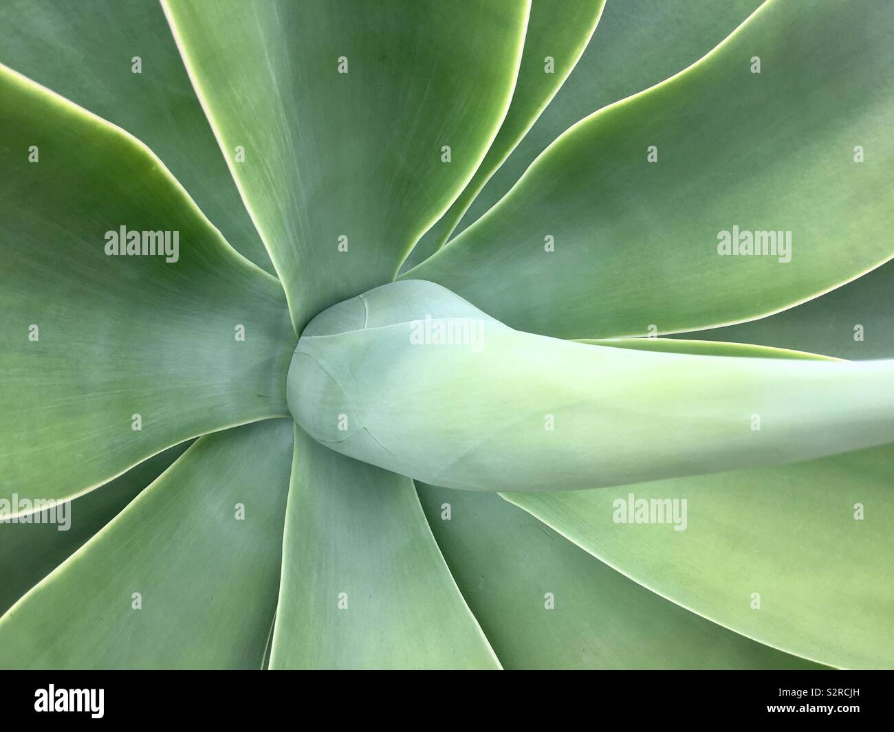 Detail of large, green, succulent plant growing in Southern California - Smartphone Captured Stock Image