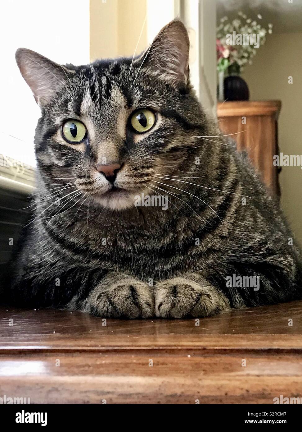 black and tan tabby cat