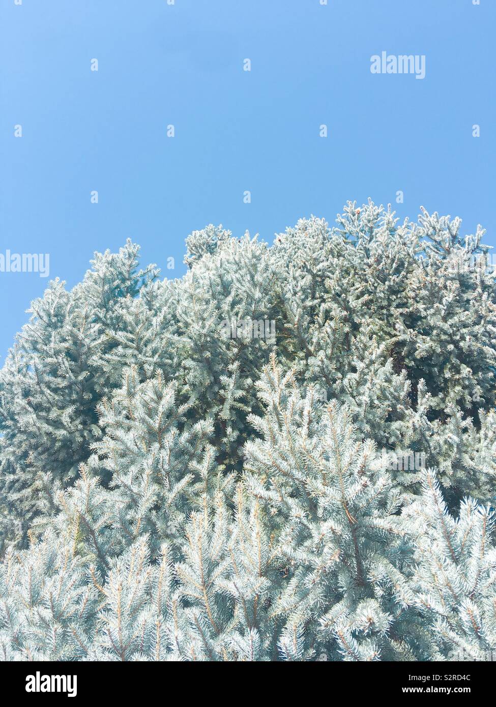 Blue Spruce Tree Branches Against A Clear Blue Summer Sky Nature Background Photograph Stock Photo Alamy Blue Spruce Tree Branches Against A Clear Blue Summer Sky Nature Background Photograph Stock Photo Alamy
