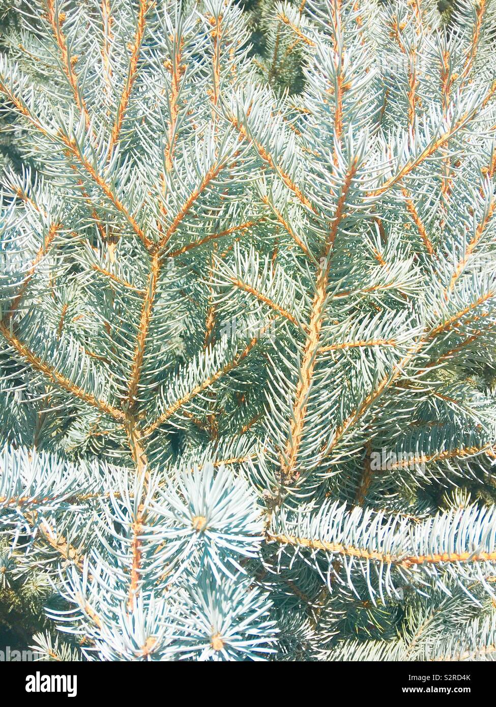 Blue spruce branches and needles. Close up nature background texture photograph. Stock Photo