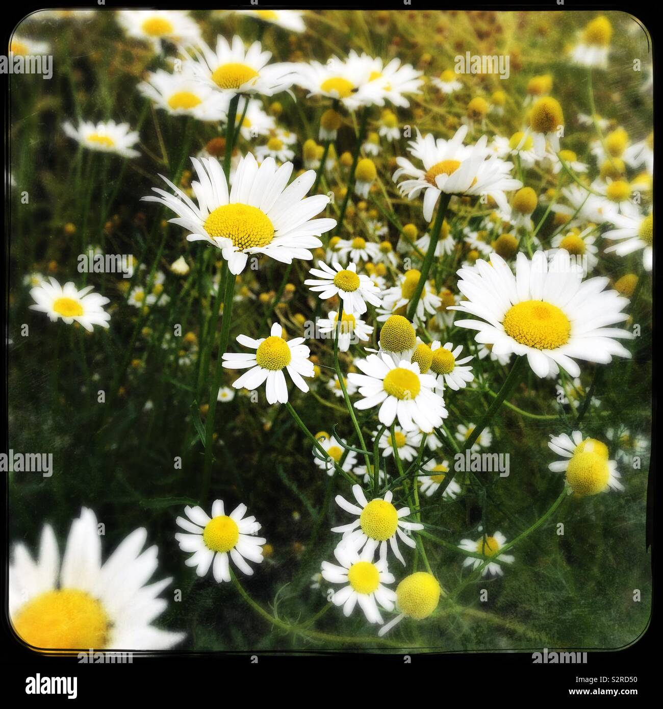 Summer daisies Stock Photo