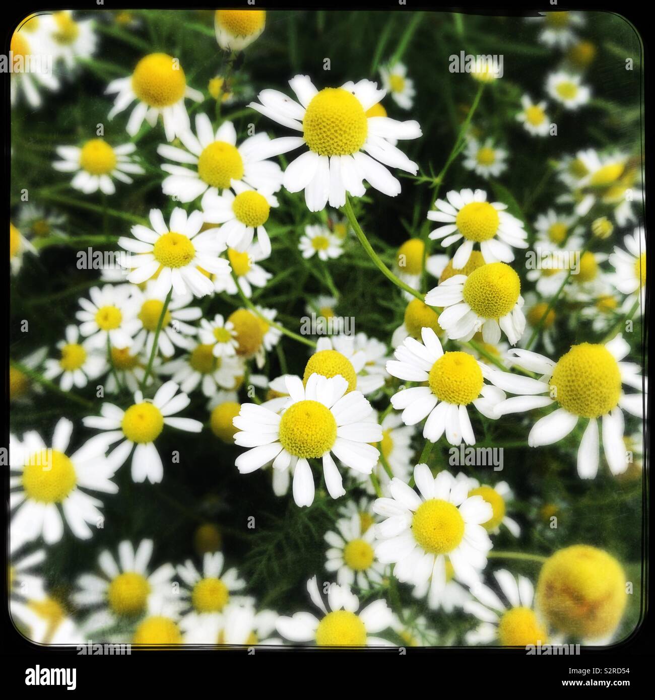 Tiny daisies Stock Photo