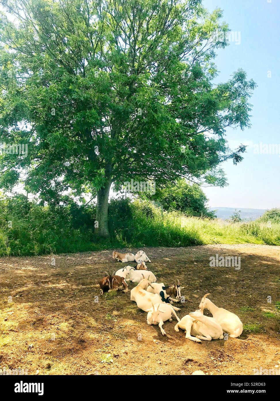 Street goats bristol - Smartphone Captured Stock Image