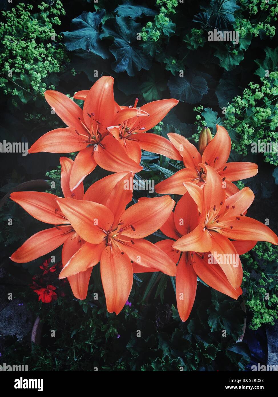 Colourful Lillies growing in a pot in a UK garden. - Smartphone Captured Stock Image