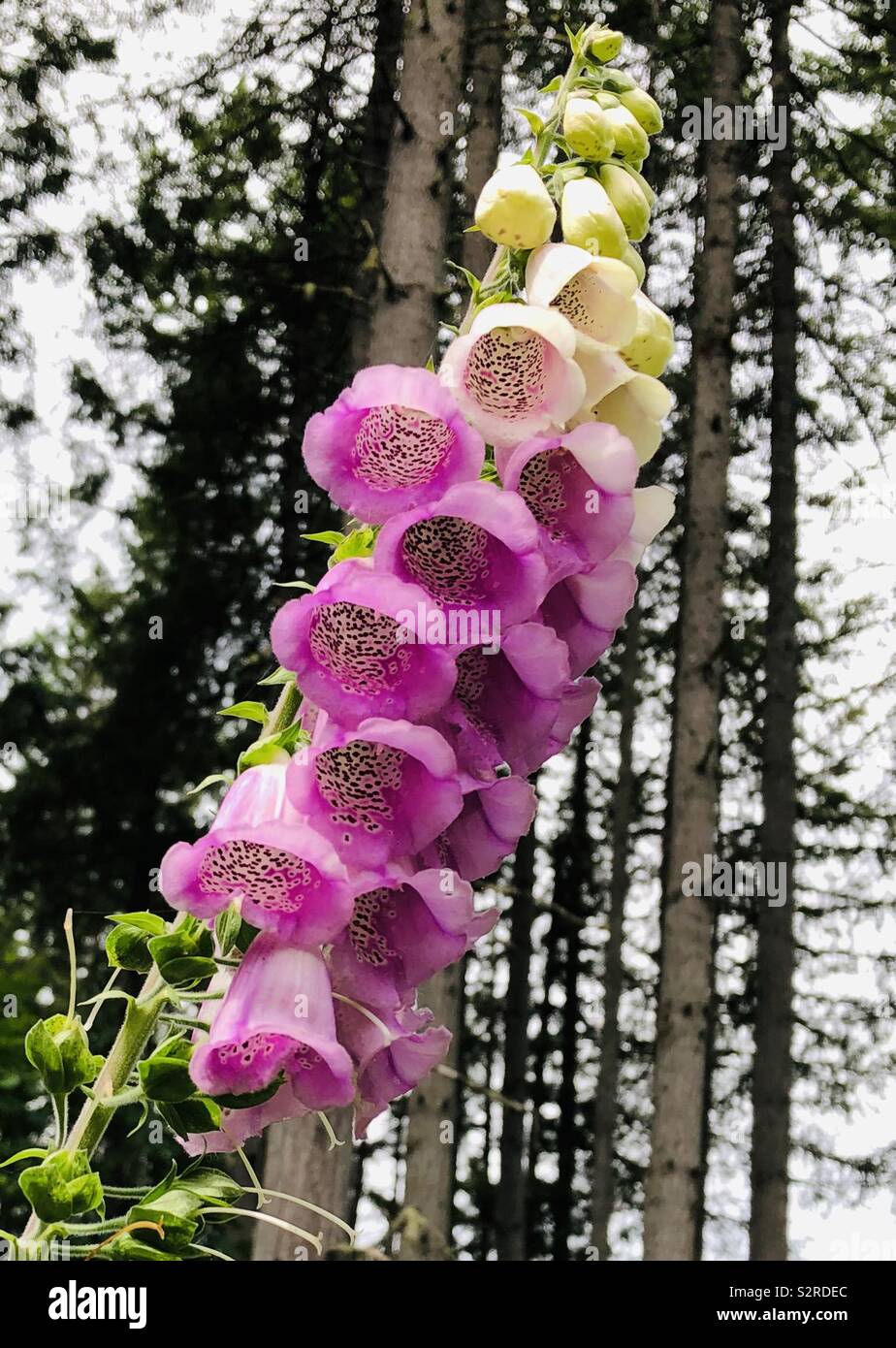 Purple and white Foxglove plant Stock Photo Alamy