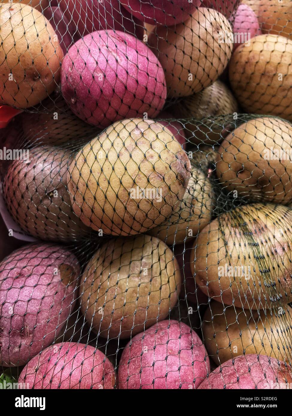 Medley of red, purple, and white potatoes wrapped in green plastic net bags. - Smartphone Captured Stock Image